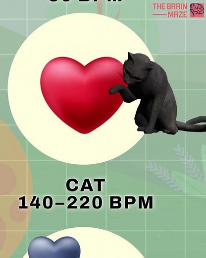 Animal Heartbeat Comparison