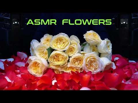 ASMR Rose Petals | Gentle Sounds & Vibrant Colors to Help You Relax and Sleep [No Talking]