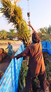Saudi Arab khejur Bagan 🇸🇦🌴 #agriculture #reel | Riyaj Hossain