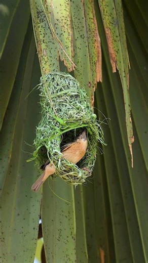 How Male Birds Build Nests to Impress Females 00002#bird #birdhome #birdbuildnest