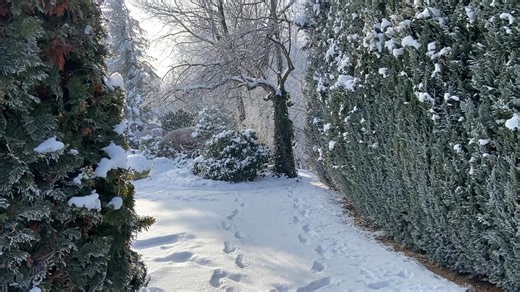 Zapraszam do oglądania jutro 11 stycznia programu ,Poranek na wsi’ w TVP Info. Program będzie na żywo m.in. z mojego ogrodu. Godz.7-8:00 rano | Ogrodowy zapał