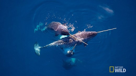 633K views · 2.1K reactions | There's a lot of mystery that surrounds narwhals. We're here to set the record straight on these fascinating creatures. | National Geographic History | Facebook