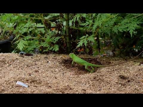 Amazing Lizard Lays Eggs in the Wild | Rare Egg Laying Moment Caught on Camara