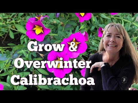 How to Grow and Overwinter Calibrachoa (Million Bells) Successfully