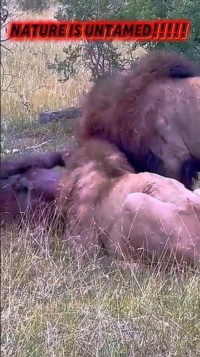 “Do Lions Really Eat Other Lions? The Truth About Lion Cannibalism” 🦁✨