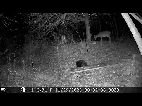 November 29, 2025 Deer and Porcupine seem to get along