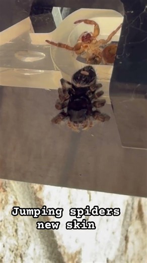 Jumping spider