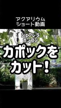 【アクアリウムショート動画】シェフレラホンコンカポックをかなり適当ですが剪定しました。 #アクアリウム #カポック #水栽培 #水槽栽培 #剪定