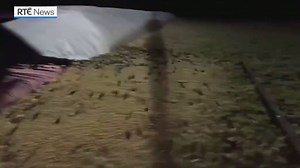 423K views · 1.8K reactions | Some rural communities in the Australian state of New South Wales are suffering their worst plague of mice in decades after a bumper grain harvest. Eyewitness video obtained by Reuters showed thousands of the tiny rodents swarming around a farm in the town of Gilgandra. | https://bit.ly/2OSi96h | RTÉ News | Facebook