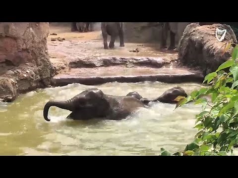 WATCH: Adorable baby elephants are having a pool party at Dublin Zoo