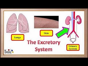 WCLN - The excretory system - Biology