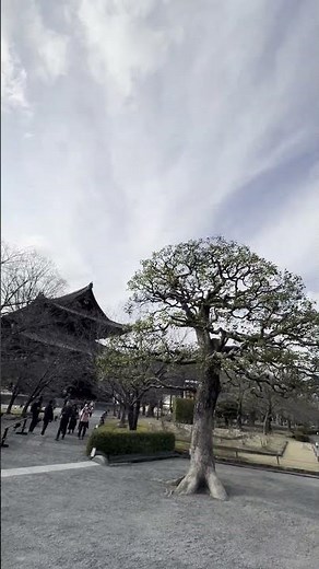 🇯🇵 Five-story pagoda of Toji Temple 2025.03.01