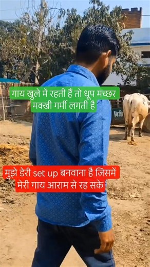 मुझे डेरी set up बनवाना है #shortsfeed #cow #dairyfarming #farming #dairybusiness #dairy #cowvideos