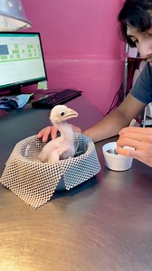 35K views · 1K reactions | The baby secretary bird is a munching machine!  | San Antonio Zoo | Facebook