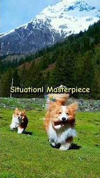 Total Defense System: The Tactical Engineering of the Corgi 🛡️📡 #shorts