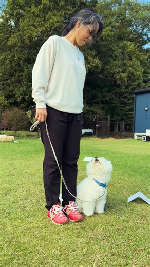 20 reactions | 今週末デビューのチーム、超えたい気持ちの壁に立ち向かいに行くチーム。 それぞれの色を大事に、その瞬間が忘れられない1になりますように 頑張れ！！ 心から応援しています | Arca Amicus Dog Training Forest | Facebook