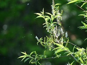 【5/1】北本自然観察公園～水辺の生きものと柳絮