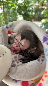 4.6K views · 98 reactions | Rescued Baby Spider Monkey!  Last...