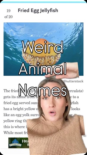 75K views · 5.3K reactions | Weird animal names bring me joy 勺 #weirdanimals #funfacts #funnyanimals #animalvideos #oceanlife #birds #funny #humor | Sarahmakesmelaugh | Facebook