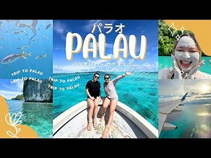 【パラオ🇵🇼ミルキーウェイ&シュノーケル、街散策も！】空港からの移動や、ツアー予約詳細。