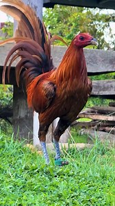 Secrets to Raising Happy and Healthy Chickens: A Beginner's Guide #chicken #poultrycaretips #responsiblebreeding | Gamefowl Enthusiast