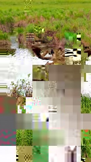 356K views · 4.5K reactions | Behold the Majestic Giant: Massive Alaskan Bull Moose Gracefully Roaming the Marshy Wetlands. #alaskaphotography #bullmoose #moose #antlers #velvet #jcsolbergphotography #wildlifephotography #alaskaproud #Alaska #wildlife #sharingalaska | Alaskan Adventures And More | Facebook