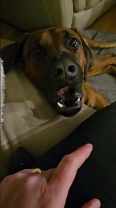 When a Rhodesian Ridgeback attacks lol!