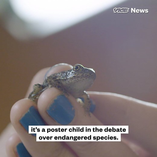 Only 200 of these frogs are left in the wild. Kavanaugh could decide their fate. | VICE News