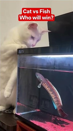 choose your player #aquarium #fyp #shorts #viralshorts #viralvideo #fyp