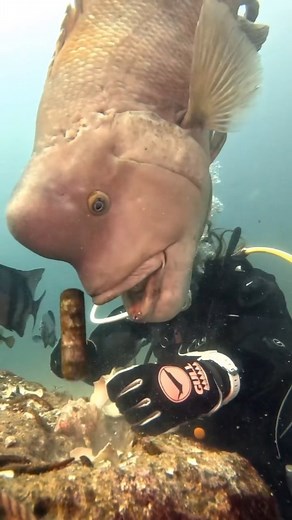 Which fish do you think this is? Some of you might think it's a Napoleon fish, but it's not. This fish is different from the Napoleon fish, as it has a larger forehead and a bigger mouth compared to the Napoleon fish. name of the fish is Asian sheepshead wrasse And also known as the kobudai in japan The Asian sheepshead wrasse is a large fish belonging to the wrasse family. It inhabits the coastal waters of the western Pacific Ocean, especially around Japan, Korea, and China. The Asian sheepshea