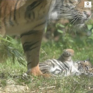 74K views · 1.4K reactions | SETTLING IN: This two-month-old Sumatran tiger cub is getting used to her surroundings at Poland's Wroclaw Zoo, where she is the first member of the critically endangered species born in 20 years. https://abcn.ws/3jBlVvl | ABC News | Facebook
