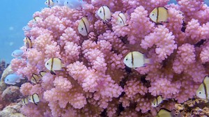The “Cauliflower coral” Pocillopora – that's Po-cill-oh-pora – is thriving on reefs where other corals are struggling. Is this a good thing for the reefs? Find out more about this 'Pocillopora paradox' from our long term monitoring team. 💻 Scroll through our storymap https://arcg.is/15Gy9n | Australian Institute of Marine Science