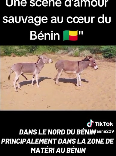Accouplement animal dans la faune du Bénin