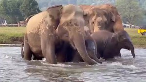 180K views · 10K reactions | Happy sounds from the herd at Elephant Nature Park wishing you a great start to the week and a Happy Memorial Day to all our friends in the US. | Trunks Up | Facebook