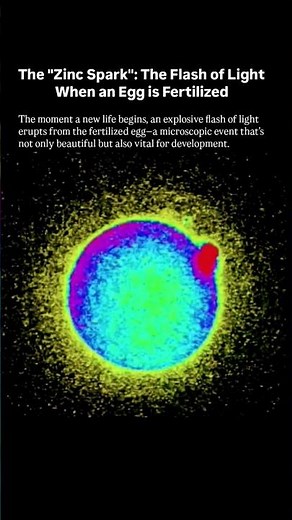 The Secret Flash of Life #solarsystem #biology