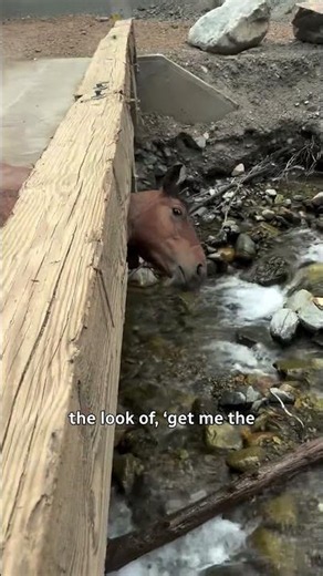 Horse with head stuck in bridge found by B.C. truck driver