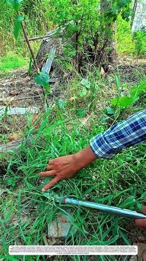 Sharp Grass Blade: How Traditional Sickle Clears Weed Field Cleanly