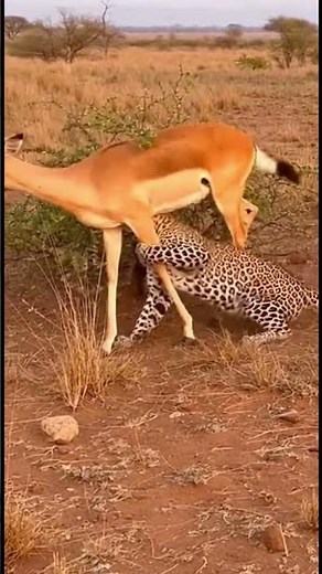 “Leopard Instantly Attacks Deer — Brutal Savanna Hunt Caught on Camera!” #wildlife