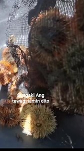 4.2K views · 29 reactions | Anong tawag niyo sa shells na ito | Roy Villanueva | Facebook