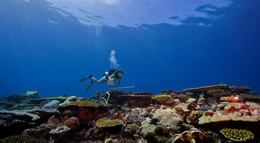 Lesson plan: Exploring environmental impacts of coral reef pollution using robotics