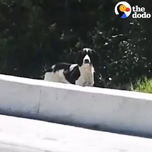 These women tried to rescue this dog every single day...for 3 MONTHS. | The Dodo