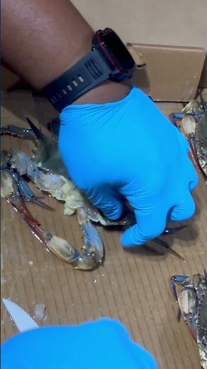 How To Properly Clean Soft Shell Crabs 🦀 #seafood #crab #louisianaseafood