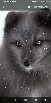 black wolf wallpaper