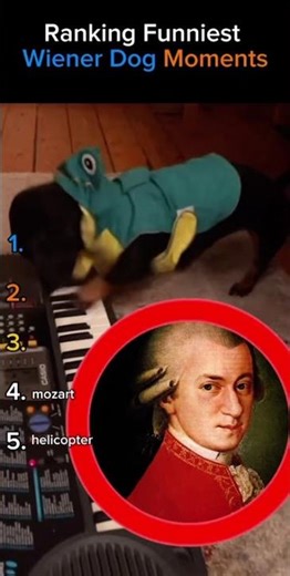 Ranking Funniest Wiener Dog Moments
