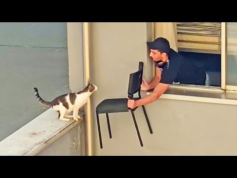 45 Animals That Asked People for Help & Kindness ! - Acts of Kindness 🥰