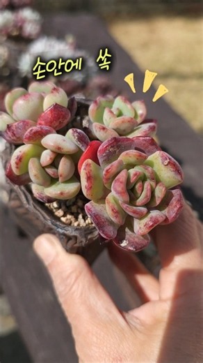 작아도 풍성하게 / 사각 롱분 #succulent #다육 #다육식물 #shorts #plants