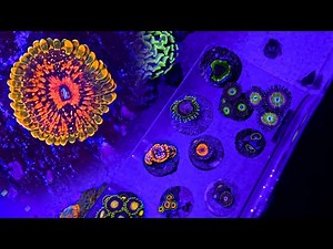 The Most Expensive Zoanthid I’ve Ever Owned [Zoanthus Coral Unboxing]