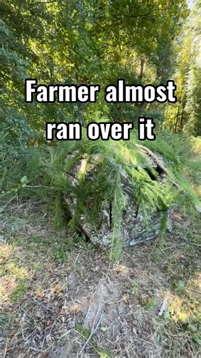 Using natural vegetation to hide a see through ground blind #deer #deerhunting #shorts #tidewe #diy