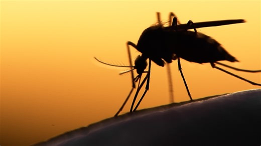 Mosquito season has arrived | Here's what you need to know