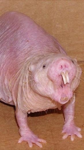 Discover the Naked Mole Rat: Nature's Unique Rodent